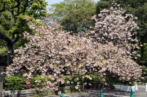 普賢象桜