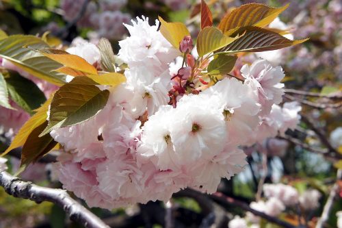 普賢象桜